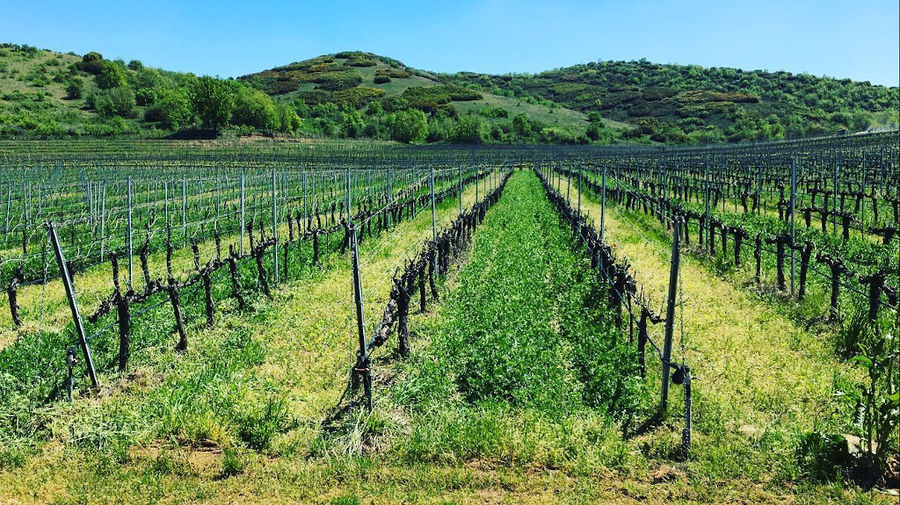 rows of vines at 'Ktima Karipidis' vineyards in the background of blue sky and trees